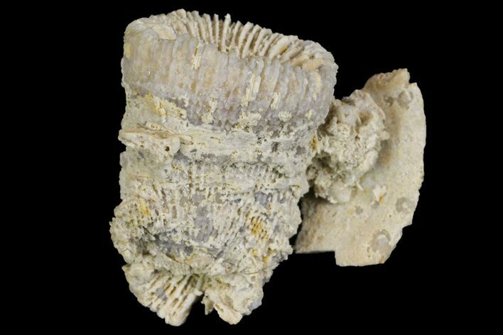 Jurassic Coral Colony (Thecosmilia) Fossil - Germany #157301